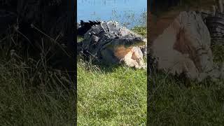 Crocodile Sunbathes by Water in Everglades National Park [upl. by Haeel]