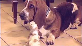 Basset Hound Babies Meet Daddy Way Too Cute [upl. by Feeley14]