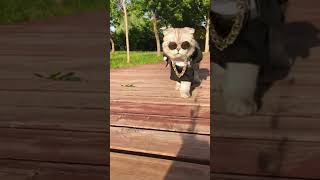 The Groom’s Vowscat cutecat aicatcat catlover catvideos acat aicat aiCaptain funnyanimal [upl. by Weaks]