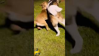 Akita vs German Shepherd Which Breed Reigns Supreme😻 [upl. by Alam]