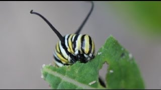 Life Cycle of the Monarch Butterfly [upl. by Safko]