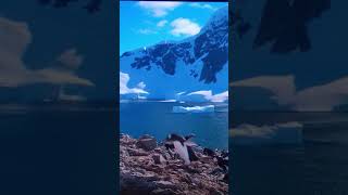 Penguinreelsindia youtubeshorts travel 🐧🌺🐧 [upl. by Kimmy]