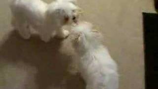 Maltese amp Maltipoo puppies [upl. by Enomahs602]