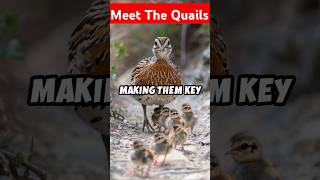 The Quail small yet mighty bird quail wildlife nature [upl. by Elimaj]