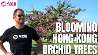 Blooming Hong Kong Orchid Trees in Phoenix [upl. by Norag435]