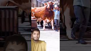 Biggest cow Bangladesh shorts duet [upl. by Kempe]