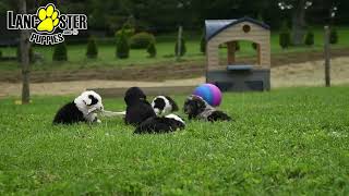 Beautiful Mini Sheepadoodle Puppies [upl. by Elleinod673]