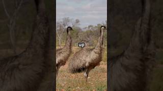 Top 5 Fascinating Facts About Emus [upl. by Thorwald774]