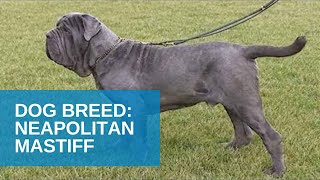 Dog Breed Video Neapolitan Mastiff [upl. by Corrinne91]