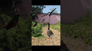 Superb Starling Eagle Wild Duck And Capped Redstart shorts shortvideo shortsviral [upl. by Curcio]