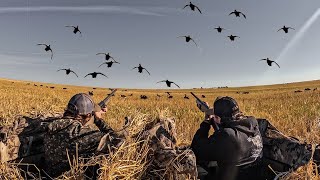 2 MAN FIELD DUCK HUNT IN CANADA Limited Out [upl. by Lamak392]