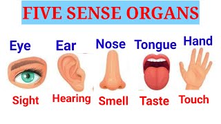 Sense Organs 5 sense organsOur sensesName of sense organsEar eyenose tongueskin [upl. by Charmine405]