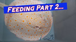 Freshwater Stingray Feeding part 2 [upl. by Aleet270]