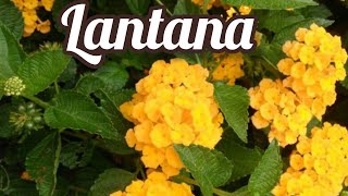 Lantana  Camara [upl. by Nwotna]