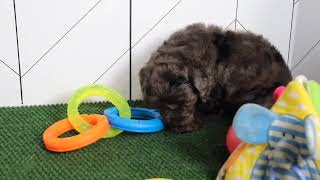 Miniature Sheepadoodle Puppy Elray SD 480p [upl. by Ilonka]