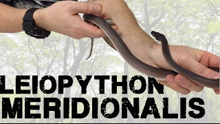 Une nouvelle espèce de python de Nouvelle guinée Papouasie Leiopython meridionalis [upl. by Russi209]