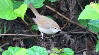 Japanese Bush Warbler call [upl. by Ladnar949]