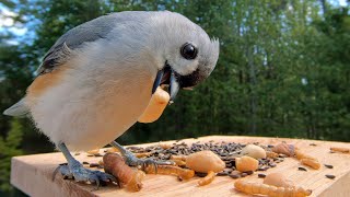 Meet Chirpie The Adorable Tufted Titmouse [upl. by Leuamme]