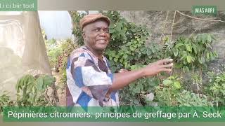 Pépinières de citronniers lime de Tahiti les principes avec Abdoulaye seck pépiniériste [upl. by Ddahc768]