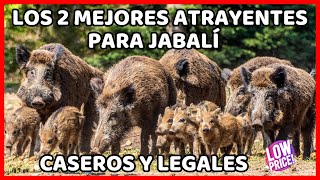 🔴 Crea 2 Atrayentes para Jabalí Caseros Muy Fácil y usarlos eficaces Como atraer puerco chancho [upl. by Ancelin165]