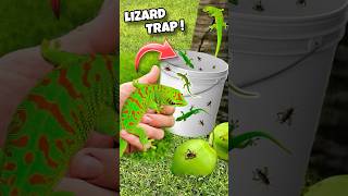 Homemade Lizard Trap COLORFUL LIZARDS [upl. by Enytsirhc]