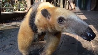 Tammy the Anteater  London Zoo [upl. by Theresita]