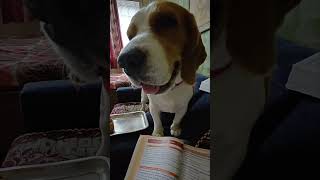 Bezzati 😂❤️🐶 dog doglover comedy funny beagle [upl. by Pettit]