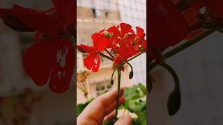 My Geranium Plant shorts geranium plants flowers  Cranesbill [upl. by Edny]