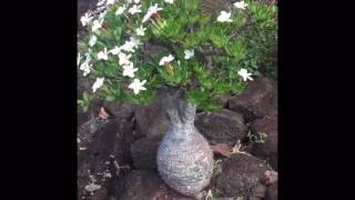 Pachypodium ambongense Plants amp Seeds wwwbaobabscom [upl. by Redvers61]