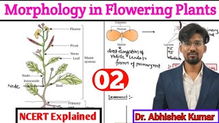 Morphology of Flowering Plants Part 02 NCERT Class 11 ch5  Neet 2025 [upl. by Renat]