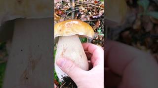 pilze pilzesammeln steinpilze 2024 fungi wald nature [upl. by Evars]