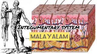 Integumentary System Malayalam lecture [upl. by Adaner]