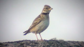 Bimaculated Lark Melanocorypha bimaculata 2262021 on Morgonlandet Dragsfjärd S Finland [upl. by Adnam]