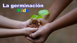 Experimento de la germinación para niños [upl. by Small]