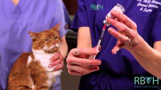 How to Give Your Pet an Injection Under the Skin [upl. by Helyn]