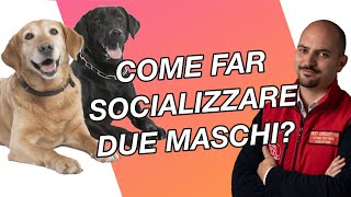 Come far socializzare due cani maschi  Cinofilia Facile [upl. by Schach]