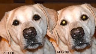 Adobe Photoshop CC 2015  How to get rid of pet eye [upl. by Esinev]