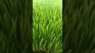 barley fodder at Egypt global hydrophobic system🌎 غرفه انتاج شعير مستنبت حديثه في مصراكسبلور [upl. by Cadel]