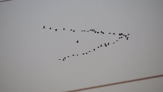 A Flock of IbisThreskiornithinae Nikon P600 [upl. by Naol]