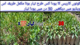 how to grow conocarpus conocarpus plant  So beautiful tree  shorts natural pakistan konokarpas [upl. by Eizzik]