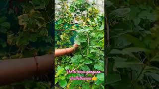 aaku kuralukuragaya mokkalu penchadam amte naaku chalaa estamlike share subscribe to my channel 🙏 [upl. by Eesak]