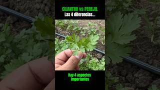 Cilantro vs Perejil Las 4 diferencias [upl. by Naloc]