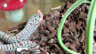 Lampropeltis mexicana mexicana quotgranitquot [upl. by Gerladina]