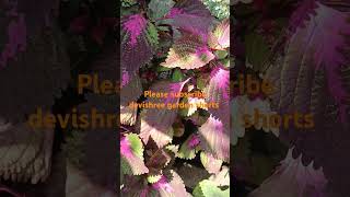 Crotons shorts gardening terrace garderning viraltrending agriculture [upl. by Ellord]