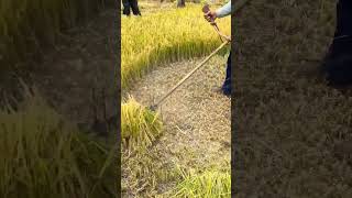 Yahi Wale luga farmer farming [upl. by Nale606]