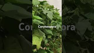 No te confundas corynespora viralvideo farming agriculture farmer plants hortalizas pepino [upl. by Yelah]