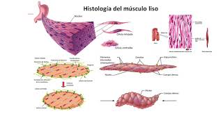 Músculo Liso Histología [upl. by Varden]