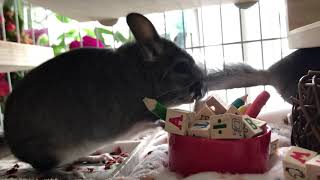 Chinchillas playing chinchilla youtubevideo cute [upl. by Grider]