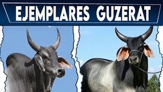 🏆 RAZA GUZERAT HERMOSOS EJEMPLARES ✅ Vacas Lecheras y Carnicas Crea tu negocio Ganadero [upl. by Jaymee790]