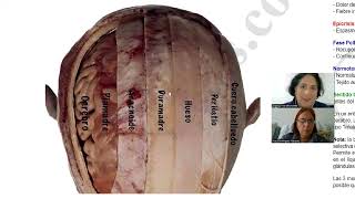 18 Prof biodescodificación MESODERMO NUEVO meninges ligamentos venas ganglios 241024 [upl. by Flora]